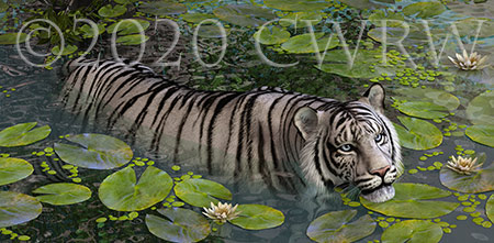 White Tiger Lilly