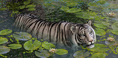 White Tiger Lilly
